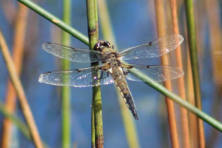 Photo of Four-spotted Skimmer