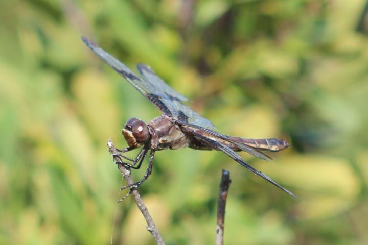 Photo of Twelve-spotted Skimmer