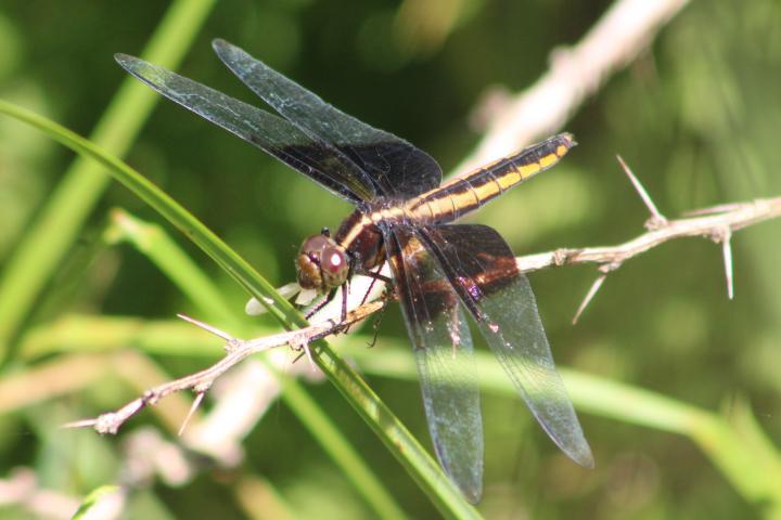 Photo of Widow Skimmer