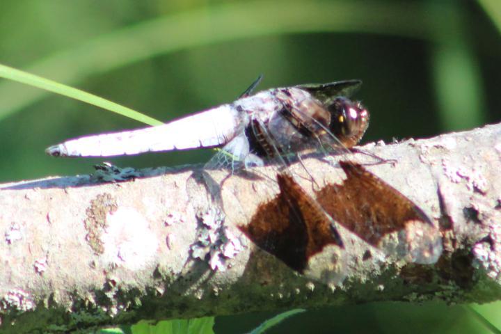 Photo of Common Whitetail