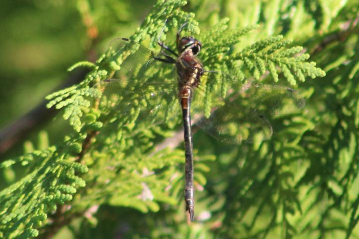 Photo of Hine's Emerald