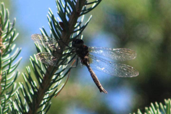 Photo of Brush-tipped Emerald