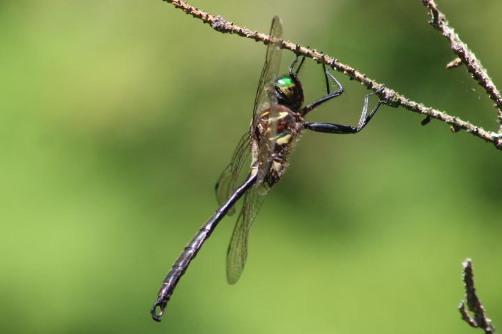 Photo of Hine's Emerald