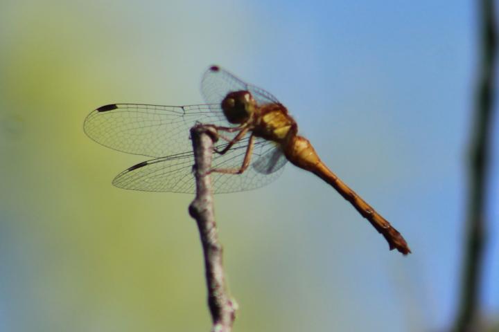 Photo of Autumn Meadowhawk