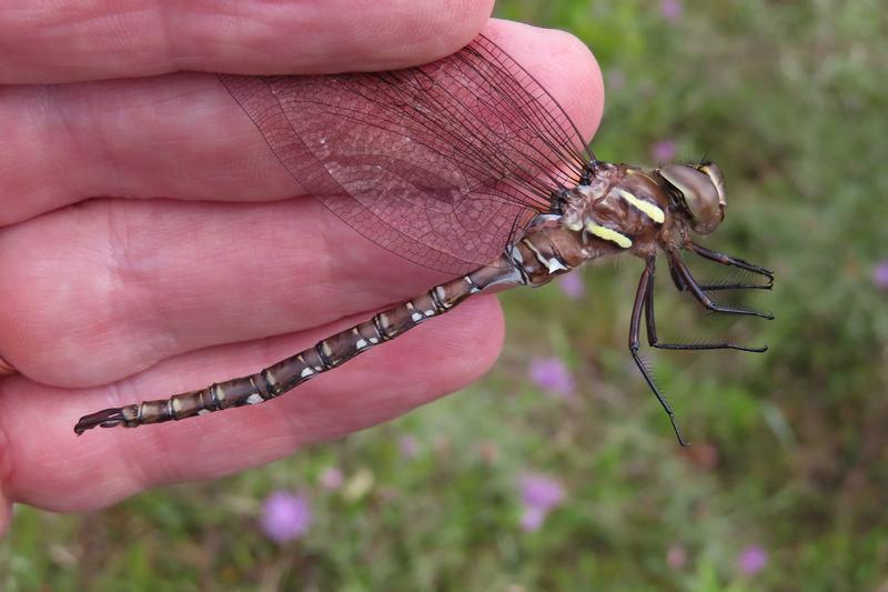 Photo of Shadow Darner