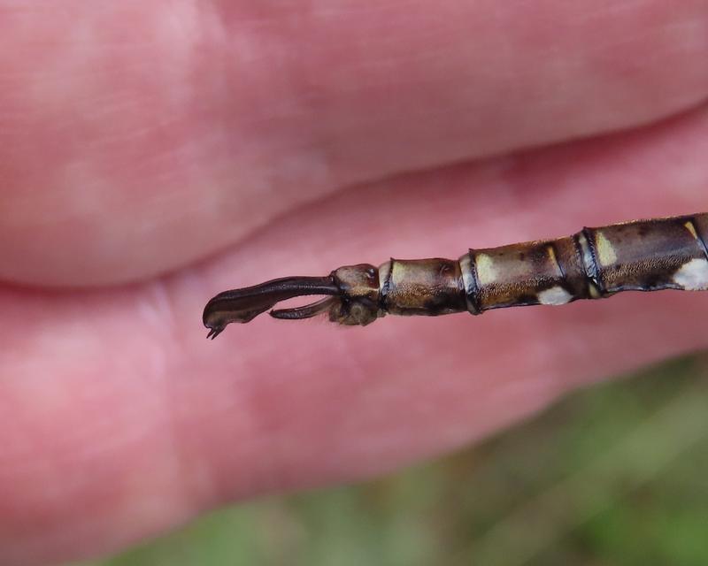 Photo of Shadow Darner