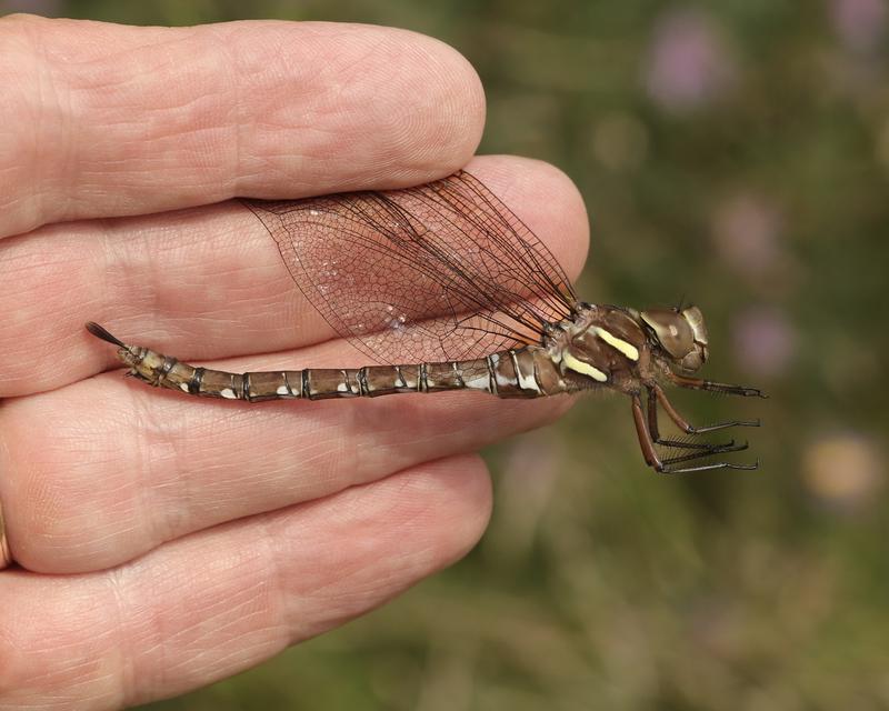 Photo of Shadow Darner