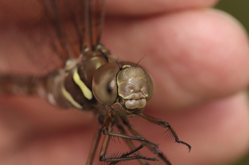 Photo of Shadow Darner