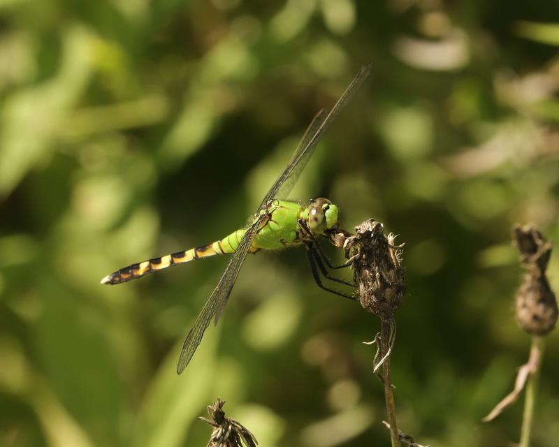 Photo of Eastern Pondhawk