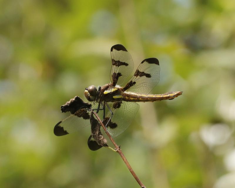 Photo of Twelve-spotted Skimmer