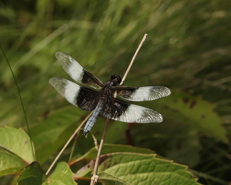 Photo of Widow Skimmer