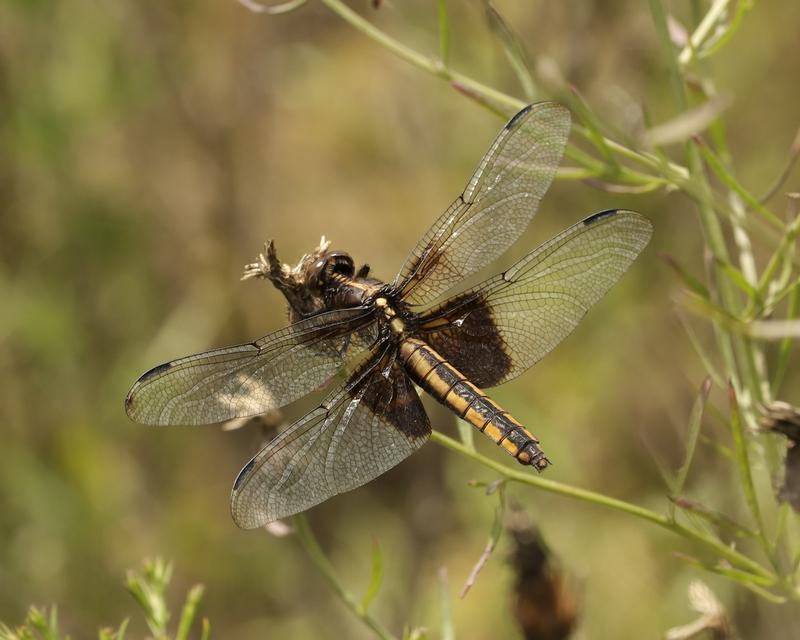 Photo of Widow Skimmer