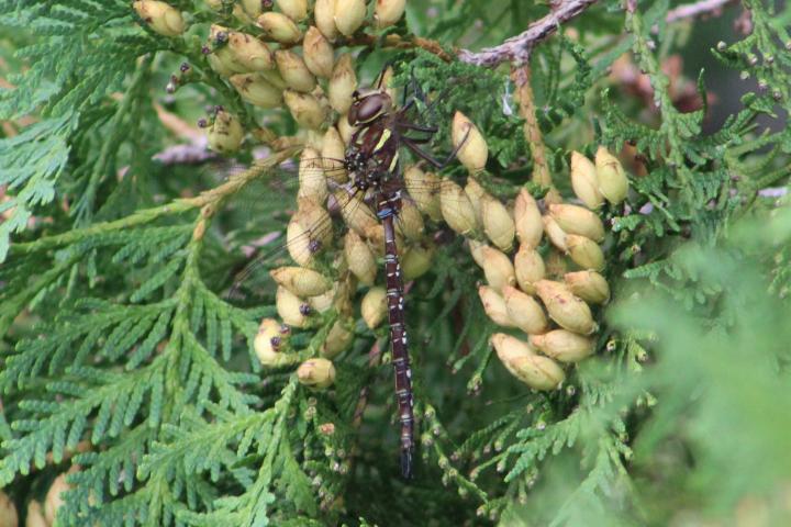 Photo of Shadow Darner