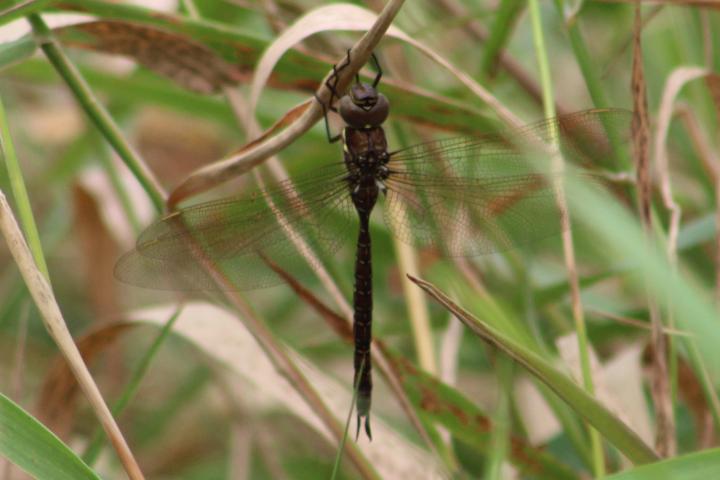 Photo of Shadow Darner