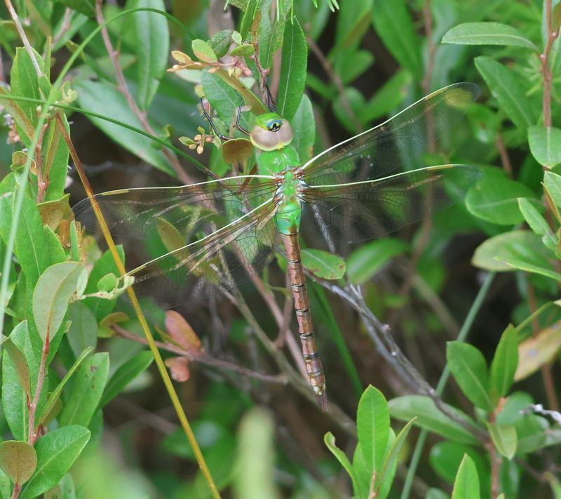 Photo of Common Green Darner