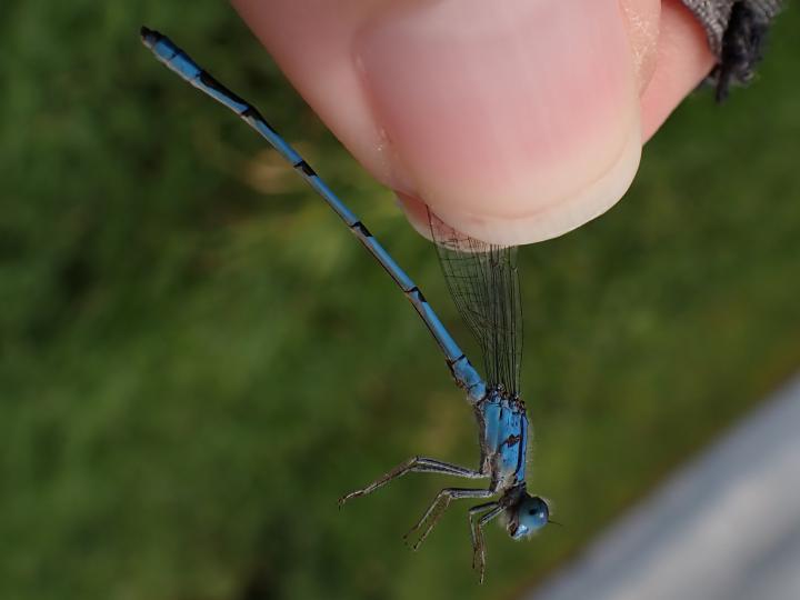 Photo of Familiar Bluet