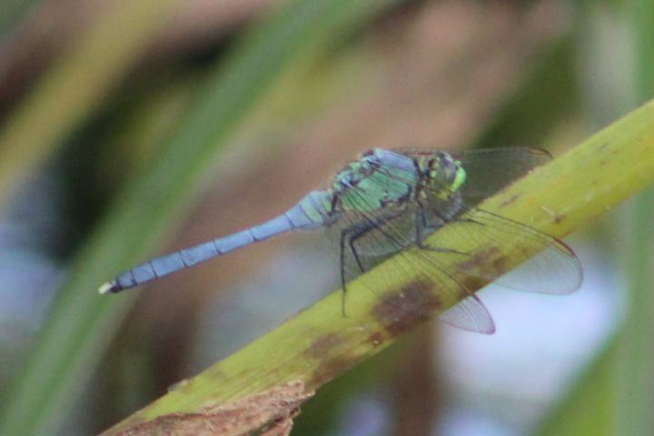 Photo of Eastern Pondhawk