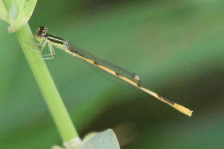 Photo of Citrine Forktail