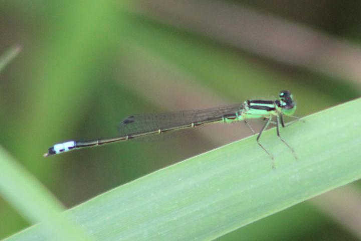 Photo of Eastern Forktail