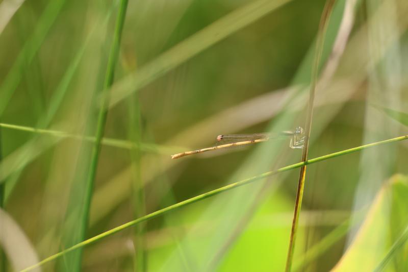 Photo of Citrine Forktail