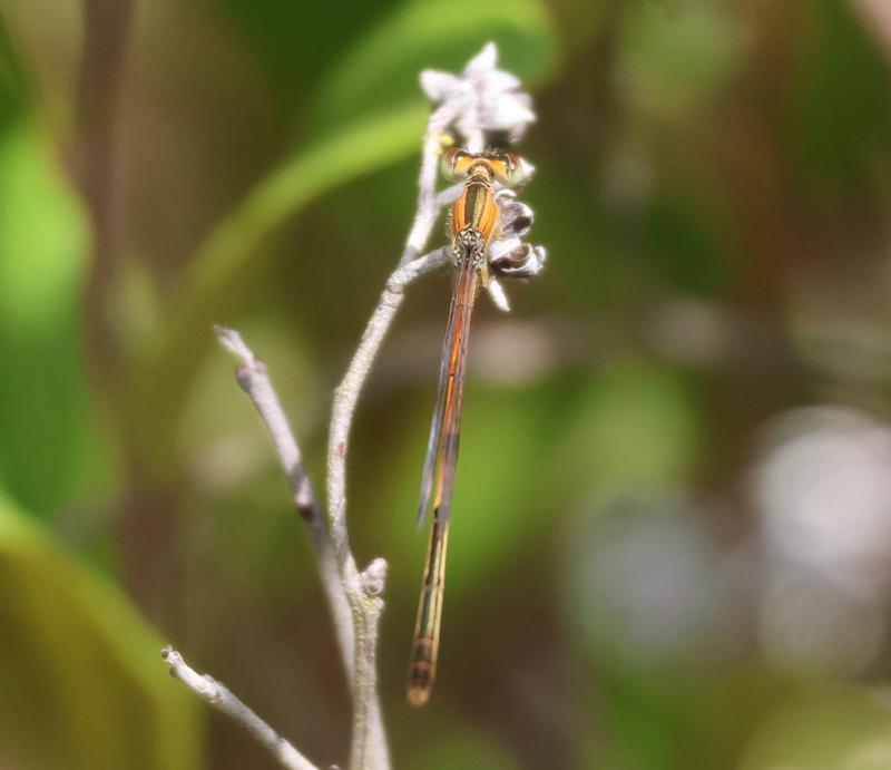 Photo of Citrine Forktail