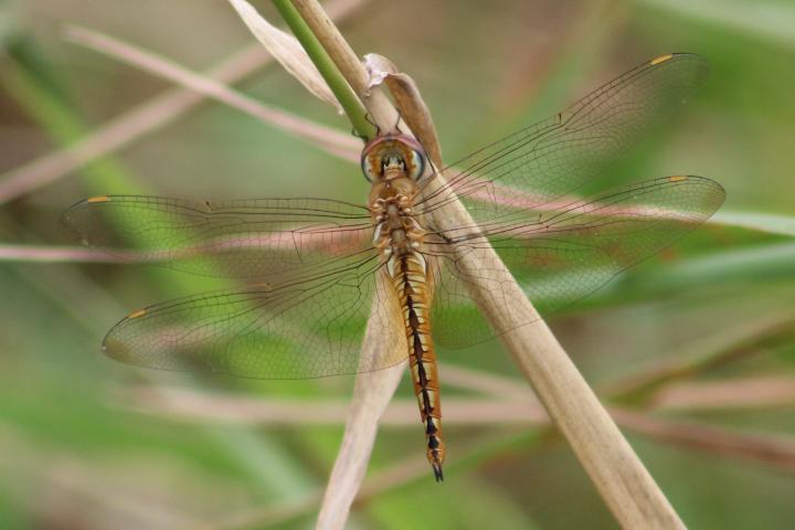 Photo of Wandering Glider