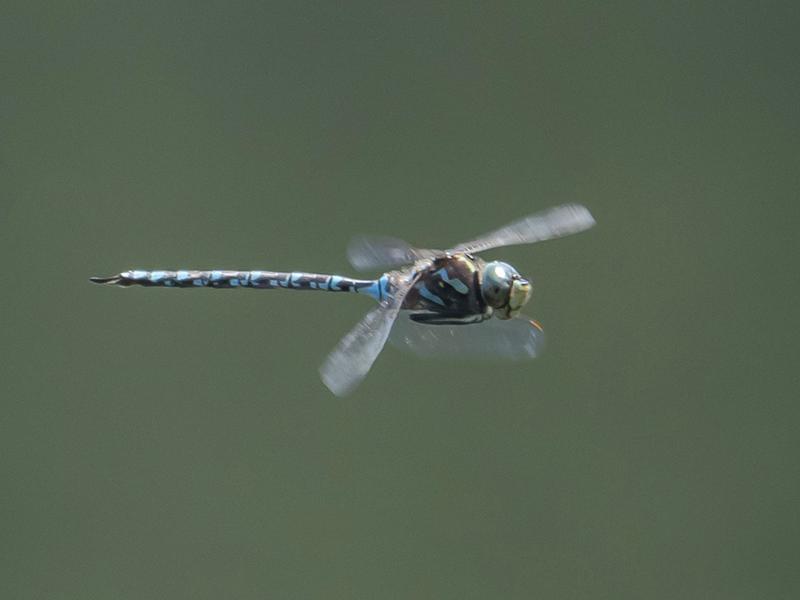 Photo of Canada Darner