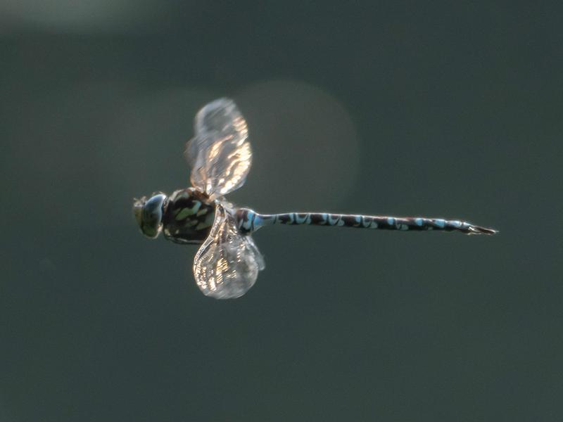 Photo of Mottled Darner