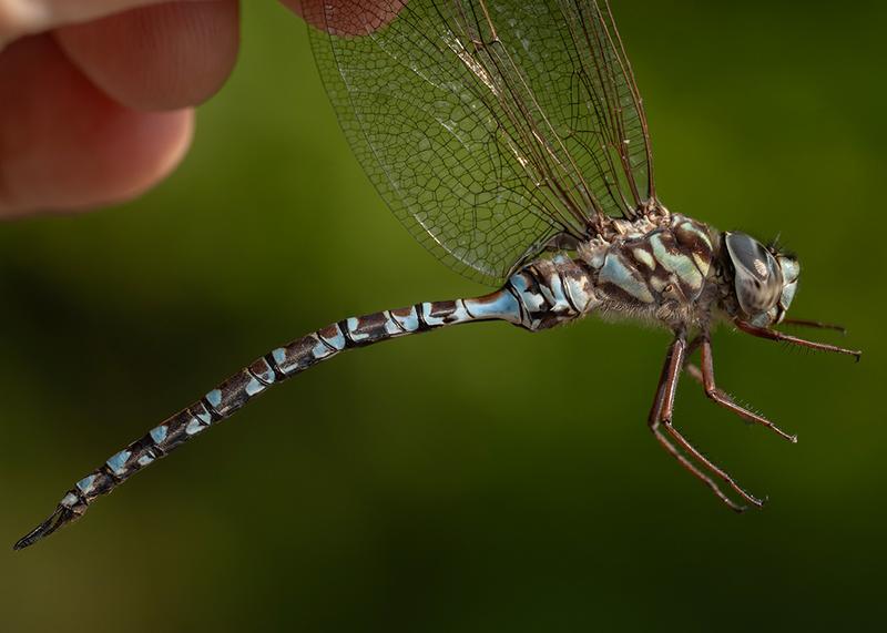 Photo of Mottled Darner