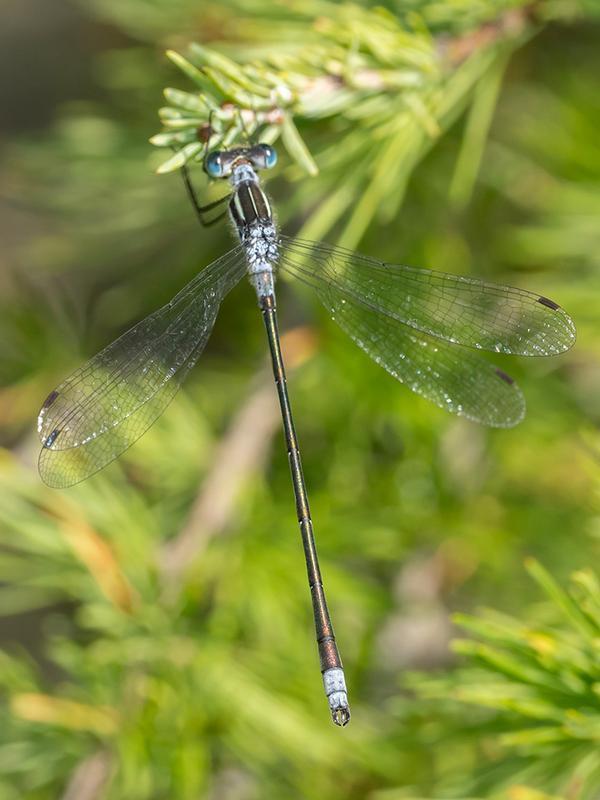 Photo of Northern Spreadwing