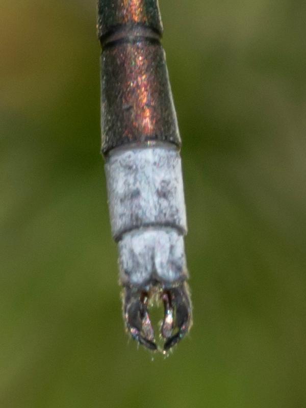 Photo of Northern Spreadwing