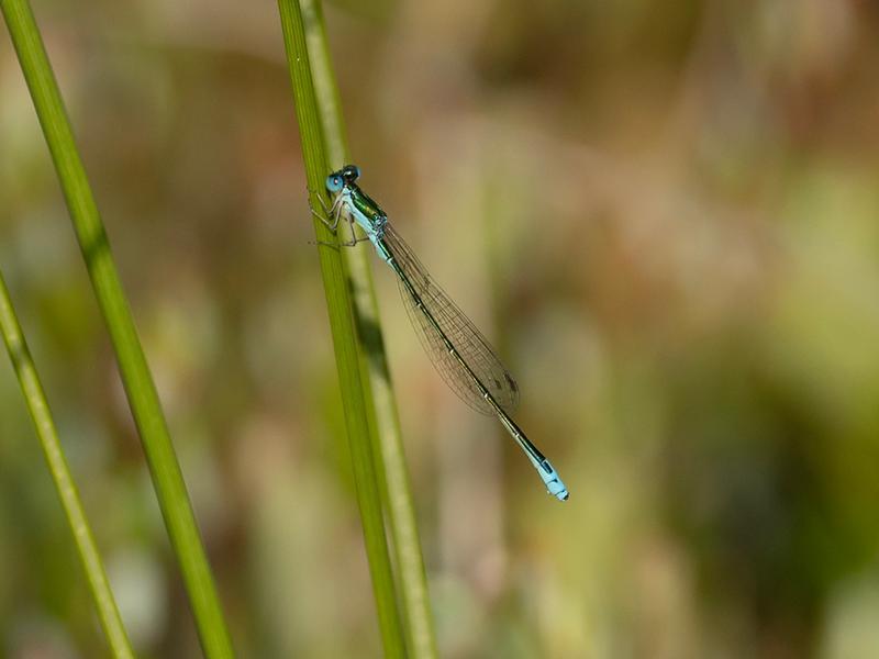 Photo of Sedge Sprite