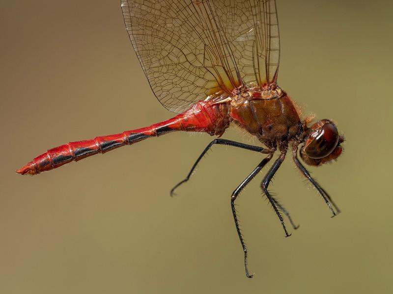 Photo of Cherry-faced Meadowhawk