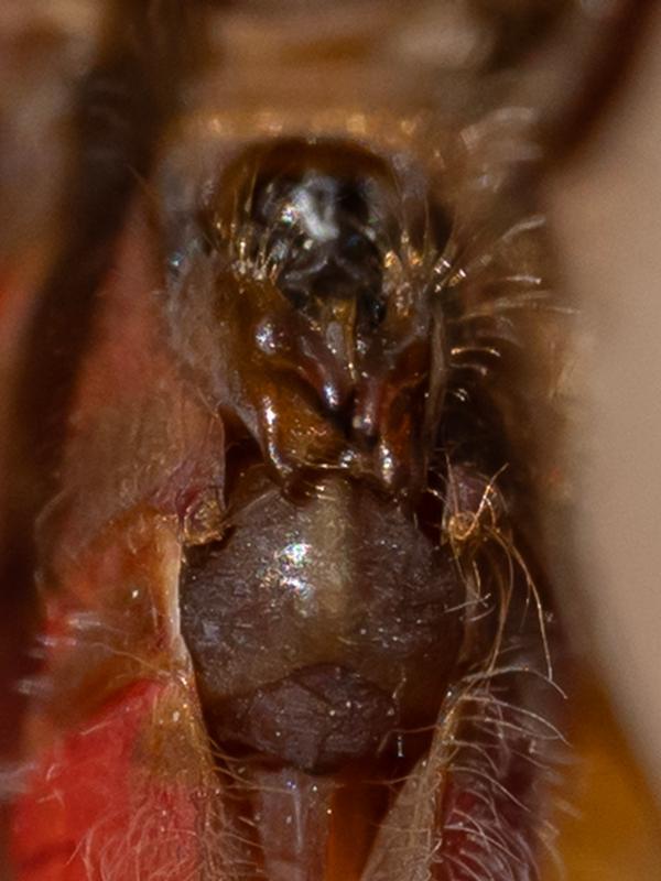 Photo of Cherry-faced Meadowhawk