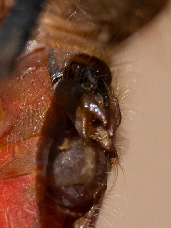 Photo of Cherry-faced Meadowhawk