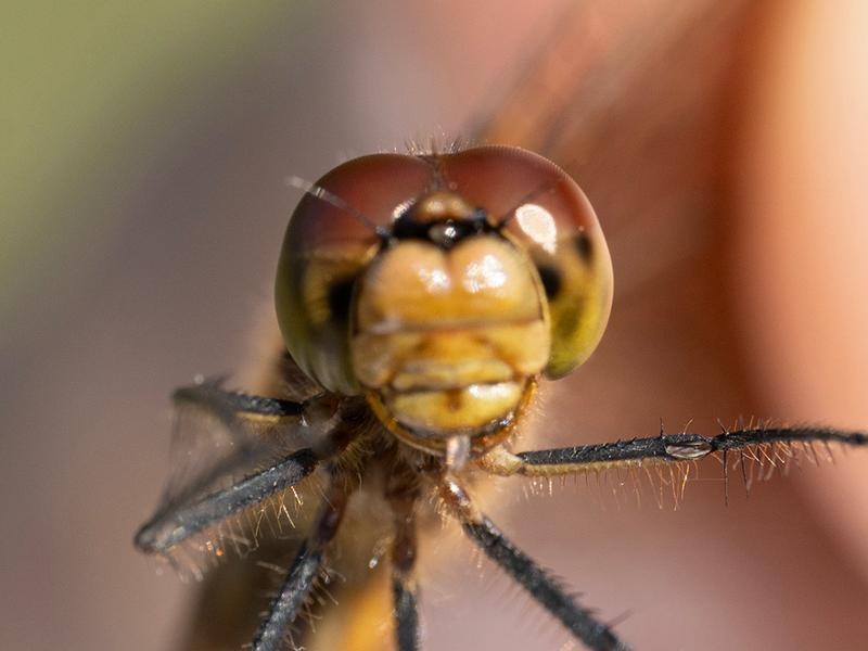 Photo of Cherry-faced Meadowhawk