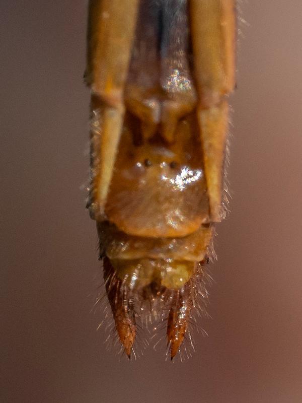 Photo of Cherry-faced Meadowhawk