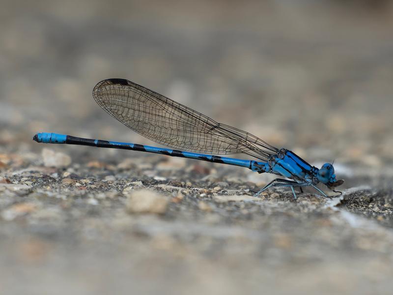 Photo of Springwater Dancer