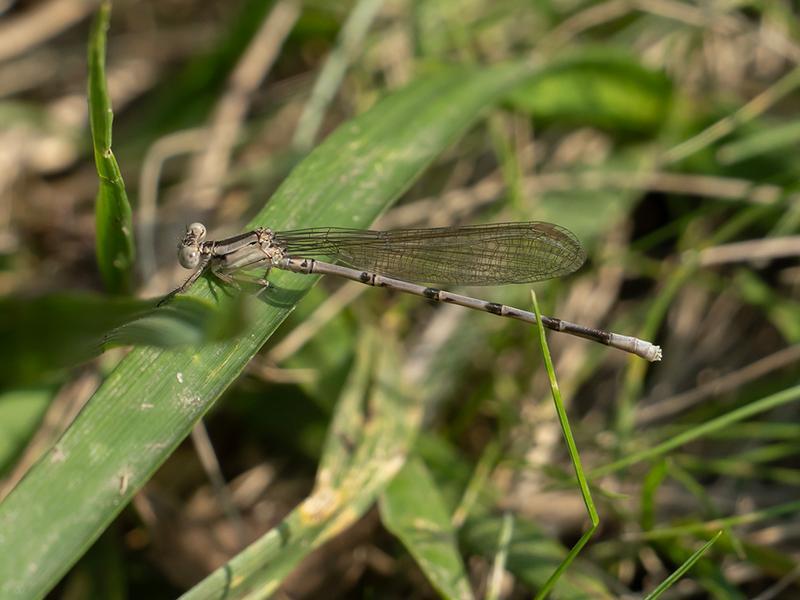 Photo of Springwater Dancer