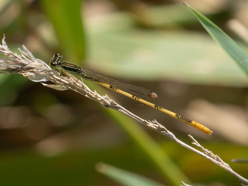 Photo of Citrine Forktail