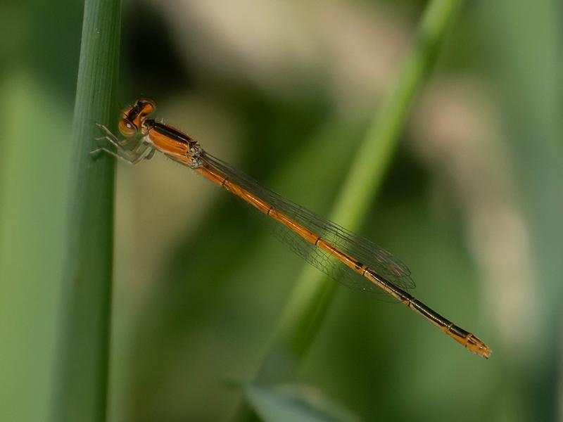 Photo of Citrine Forktail