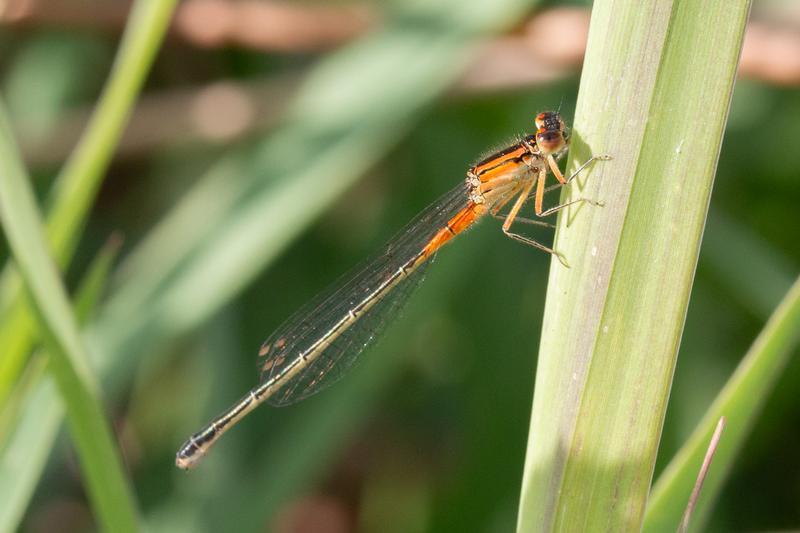 Photo of Eastern Forktail