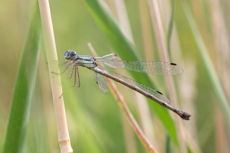 Photo of Slender Spreadwing