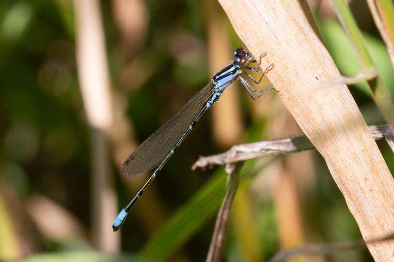 Photo of Skimming Bluet