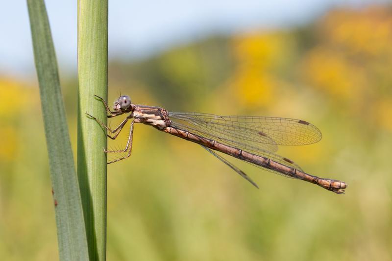 Photo of Spotted Spreadwing