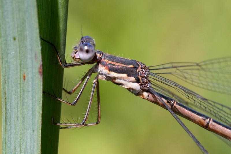 Photo of Spotted Spreadwing