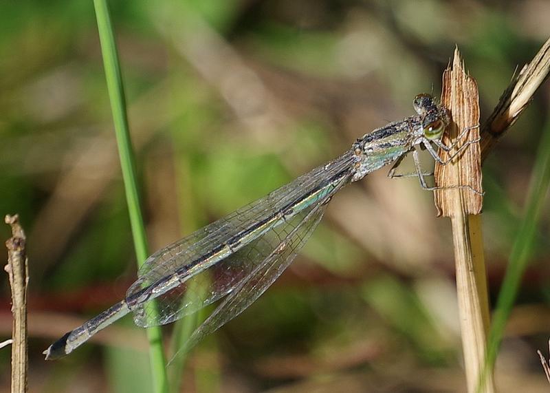 Photo of Familiar Bluet