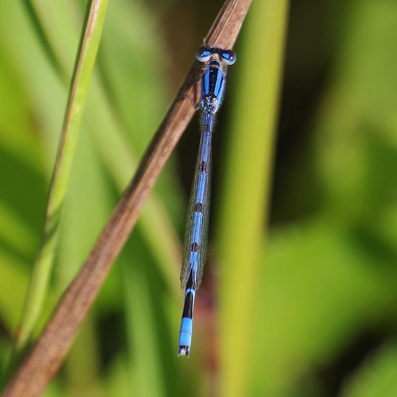 Photo of Familiar Bluet