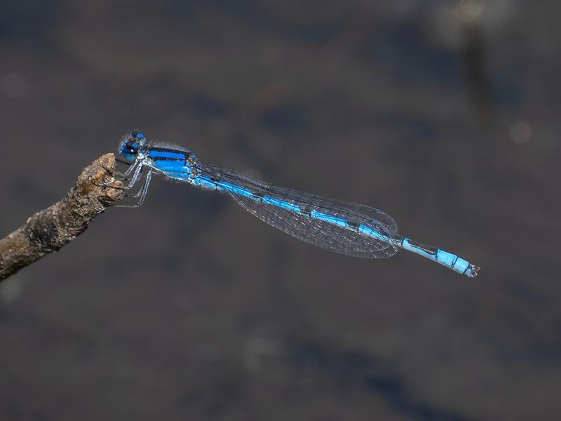 Photo of Familiar Bluet