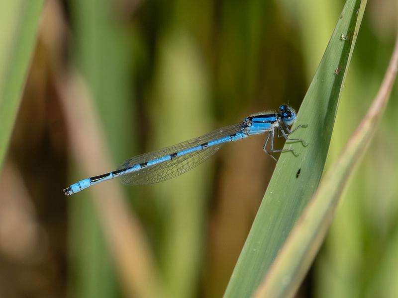 Photo of Familiar Bluet